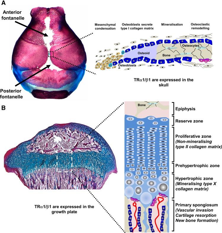 https://cdn.ncbi.nlm.nih.gov/pmc/blobs/0b6b/5754375/7d592bae371b/40618_2017_753_Fig1_HTML.jpg