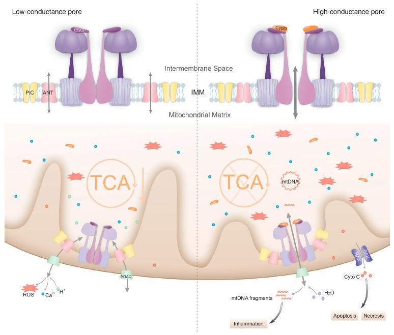 https://cdn.ncbi.nlm.nih.gov/pmc/blobs/0b85/11506728/f19991ae9943/biomolecules-14-01318-g001.jpg