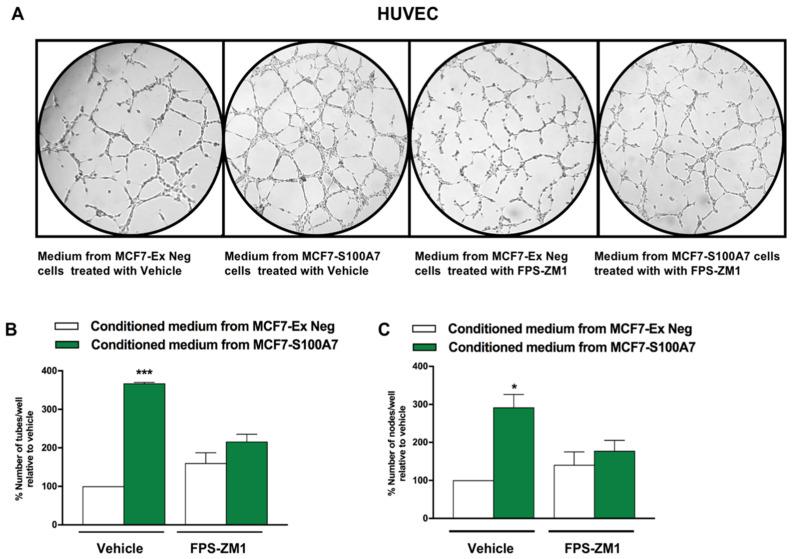 https://cdn.ncbi.nlm.nih.gov/pmc/blobs/0ba1/7915817/1b40ff4167ea/cancers-13-00621-g009.jpg