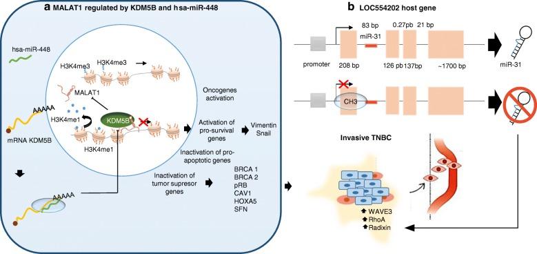 https://cdn.ncbi.nlm.nih.gov/pmc/blobs/0bb3/6020372/b1618df7e10a/13148_2018_514_Fig2_HTML.jpg