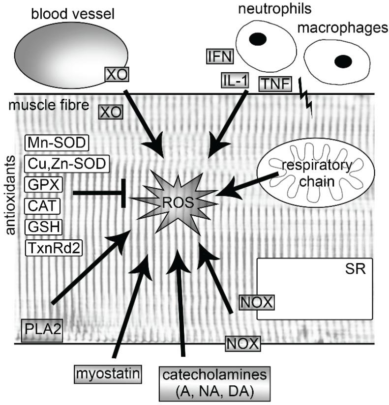 https://cdn.ncbi.nlm.nih.gov/pmc/blobs/0bb8/4496677/2f9953b2f05f/biomolecules-05-00356-g001.jpg