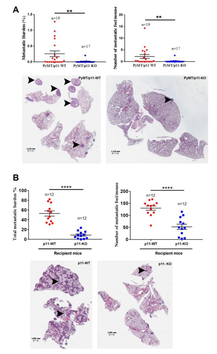 https://cdn.ncbi.nlm.nih.gov/pmc/blobs/0bd9/7762402/08c16a6e401a/cancers-12-03673-g004.jpg