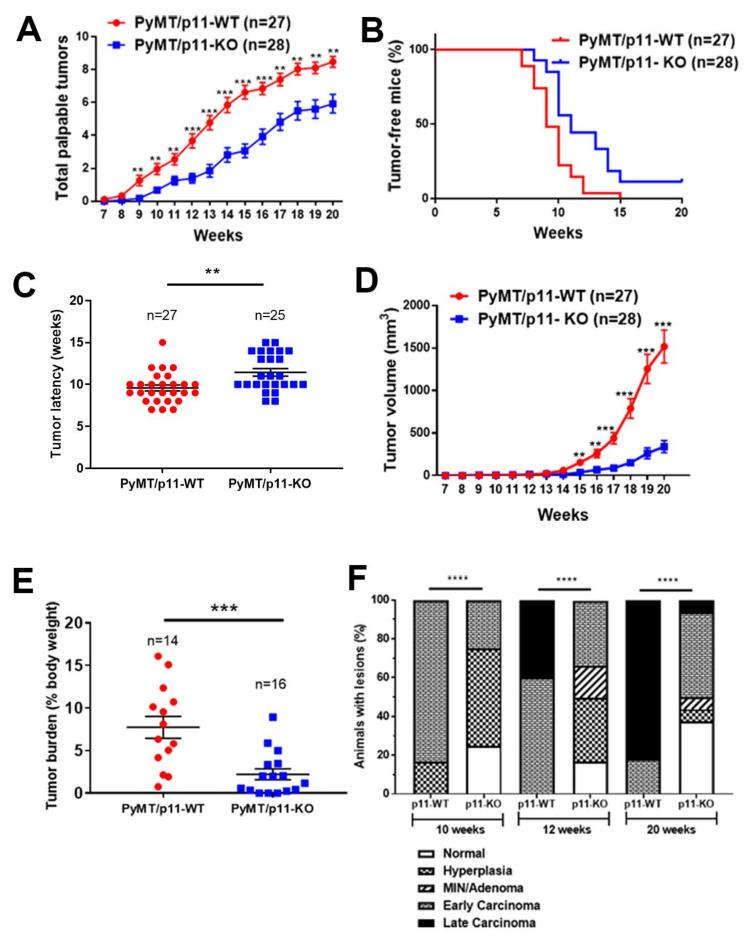 https://cdn.ncbi.nlm.nih.gov/pmc/blobs/0bd9/7762402/d9fbd16a34d0/cancers-12-03673-g002.jpg