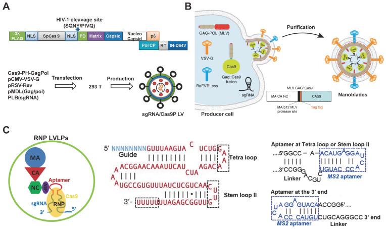 https://cdn.ncbi.nlm.nih.gov/pmc/blobs/0be4/7738854/50163dbec86d/thnov11p0614g003.jpg