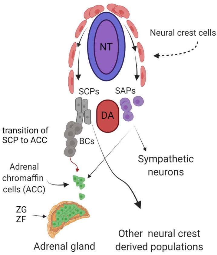 https://cdn.ncbi.nlm.nih.gov/pmc/blobs/0bf2/8657310/0c68bb34d50f/cancers-13-05897-g001.jpg