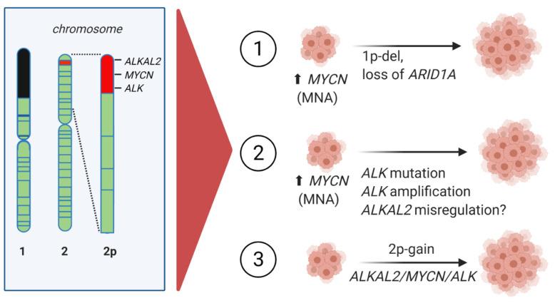 https://cdn.ncbi.nlm.nih.gov/pmc/blobs/0bf2/8657310/f8822c0777a0/cancers-13-05897-g003.jpg