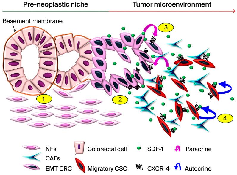 https://cdn.ncbi.nlm.nih.gov/pmc/blobs/0c0b/11352219/4da09cd9cb32/cells-13-01334-g007.jpg