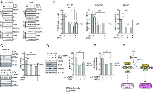 https://cdn.ncbi.nlm.nih.gov/pmc/blobs/0ca0/6561294/a1c7b0f6054e/pnas.1816847116fig04.jpg