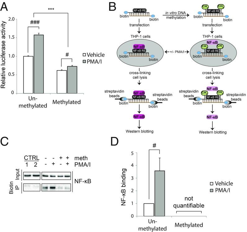 https://cdn.ncbi.nlm.nih.gov/pmc/blobs/0ca0/6561294/ad2ab9eda437/pnas.1816847116fig05.jpg