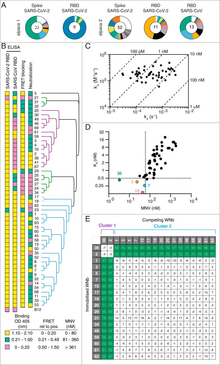 https://cdn.ncbi.nlm.nih.gov/pmc/blobs/0cbc/8126837/7cbfd850f363/pnas.2101918118fig01.jpg