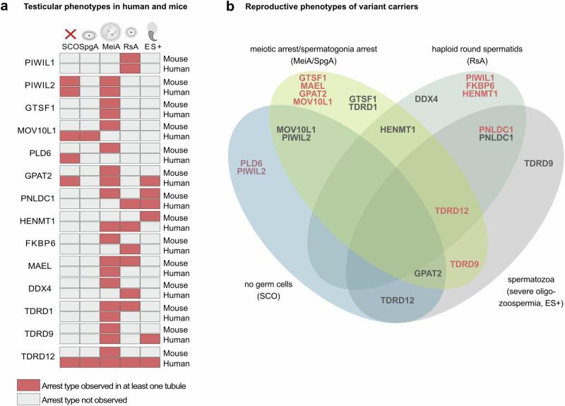 https://cdn.ncbi.nlm.nih.gov/pmc/blobs/0ce9/11316121/8280cbec6ede/41467_2024_50930_Fig6_HTML.jpg