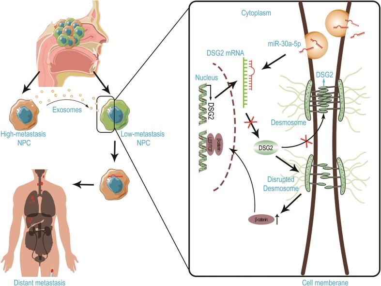 https://cdn.ncbi.nlm.nih.gov/pmc/blobs/0cea/11427951/4032b0458e8a/pbae018fig8.jpg