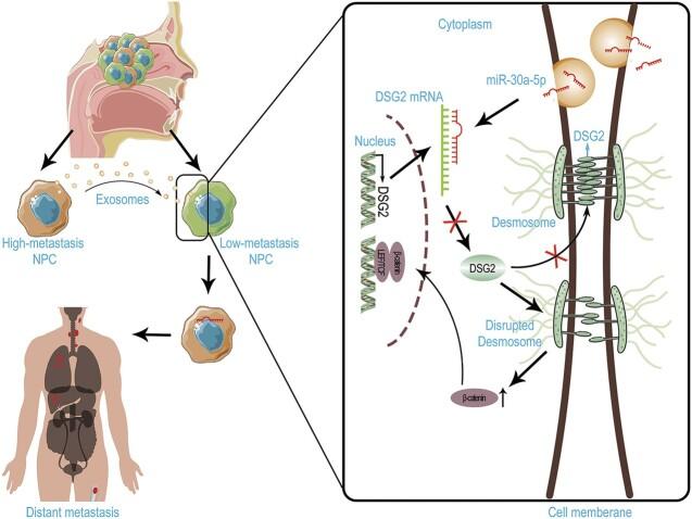 https://cdn.ncbi.nlm.nih.gov/pmc/blobs/0cea/11427951/b2ca3e0ceed7/pbae018fig1g.jpg