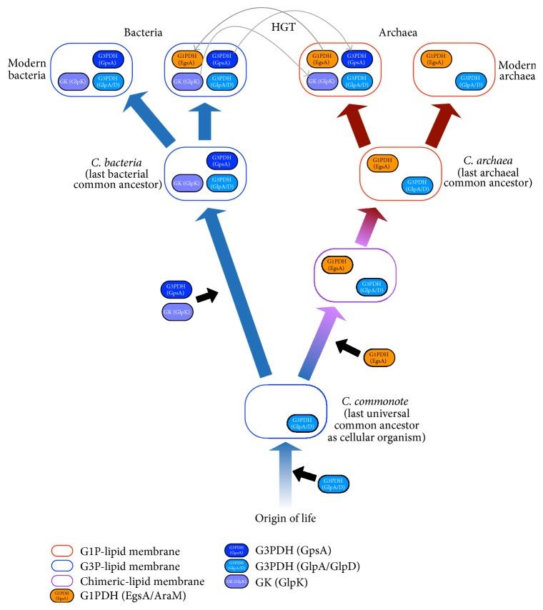https://cdn.ncbi.nlm.nih.gov/pmc/blobs/0d01/5059525/b104c6011cfa/ARCHAEA2016-1802675.007.jpg