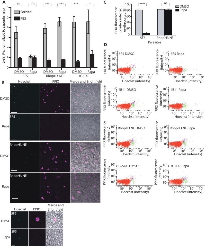 https://cdn.ncbi.nlm.nih.gov/pmc/blobs/0d1f/5365315/0c1d50a300b9/elife-23239-fig6.jpg