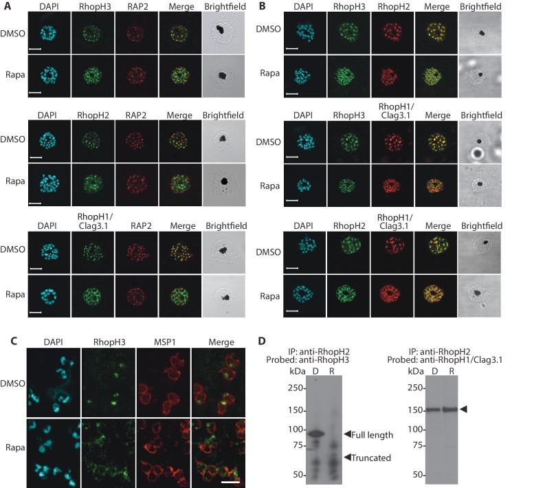 https://cdn.ncbi.nlm.nih.gov/pmc/blobs/0d1f/5365315/3be154cd1e40/elife-23239-fig2.jpg