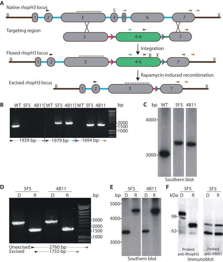 https://cdn.ncbi.nlm.nih.gov/pmc/blobs/0d1f/5365315/920eb9f54a07/elife-23239-fig1.jpg