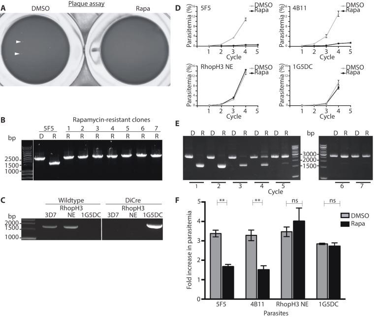 https://cdn.ncbi.nlm.nih.gov/pmc/blobs/0d1f/5365315/967947cbc258/elife-23239-fig3.jpg