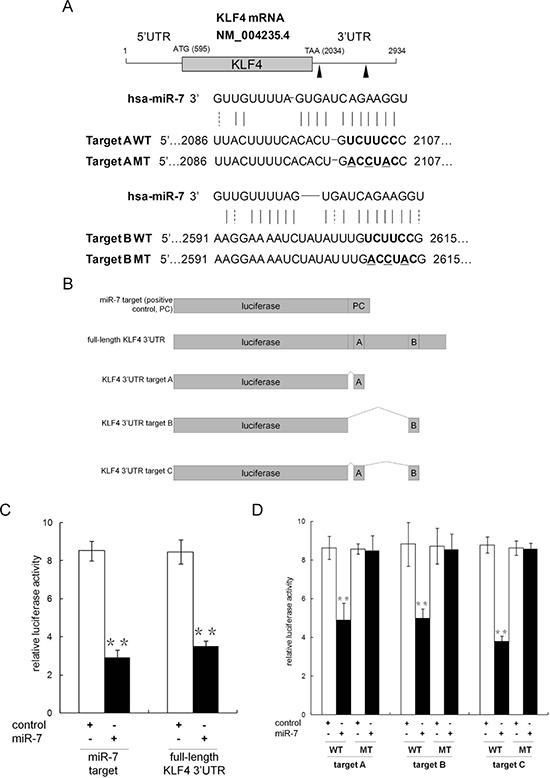https://cdn.ncbi.nlm.nih.gov/pmc/blobs/0d2f/4695167/0733f68bff1b/oncotarget-06-24017-g003.jpg