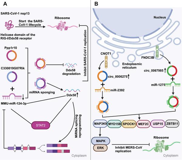 https://cdn.ncbi.nlm.nih.gov/pmc/blobs/0d6e/11374765/407923675d76/MCO2-5-e699-g002.jpg