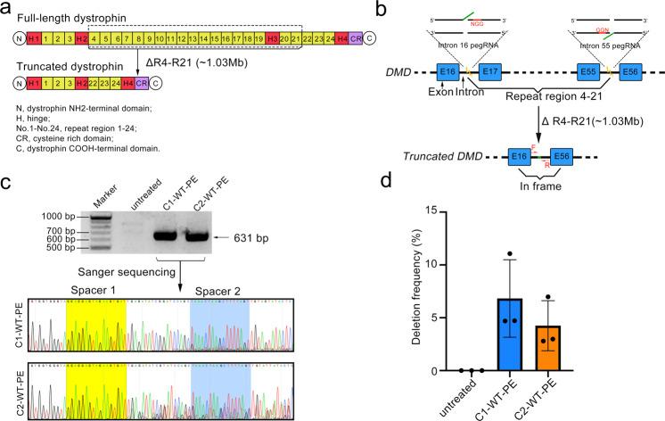 https://cdn.ncbi.nlm.nih.gov/pmc/blobs/0db7/9018734/14e2e1fc7557/41392_2022_936_Fig4_HTML.jpg