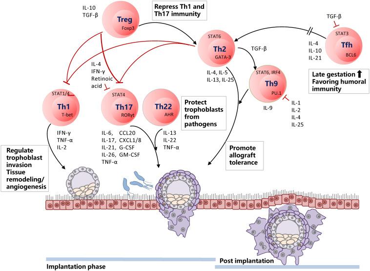 https://cdn.ncbi.nlm.nih.gov/pmc/blobs/0dc0/7461801/44bd0b037af3/fimmu-11-02025-g002.jpg