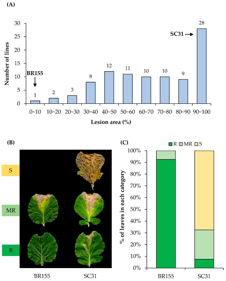 https://cdn.ncbi.nlm.nih.gov/pmc/blobs/0dd6/8706934/9f46082f81ae/plants-10-02705-g001.jpg