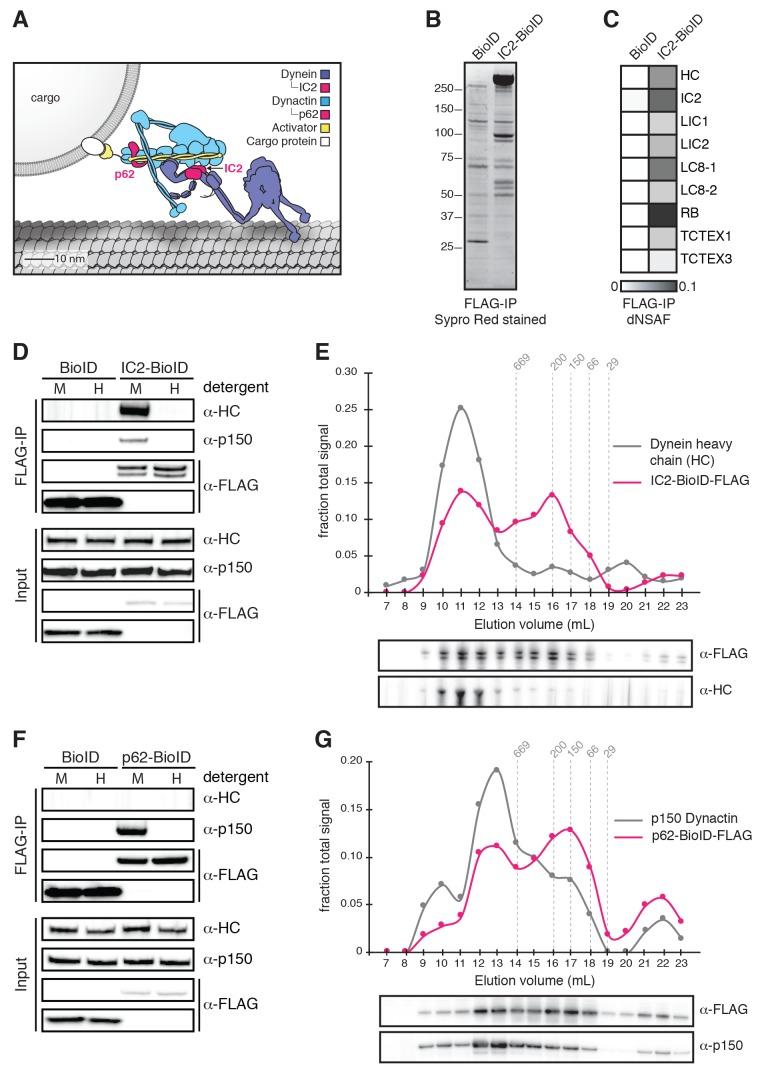 https://cdn.ncbi.nlm.nih.gov/pmc/blobs/0ddc/5533585/3a23e99c73e3/elife-28257-fig1.jpg