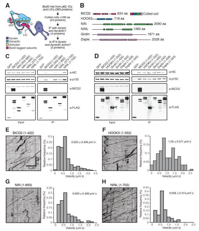 https://cdn.ncbi.nlm.nih.gov/pmc/blobs/0ddc/5533585/6c37f4cf8142/elife-28257-fig4.jpg