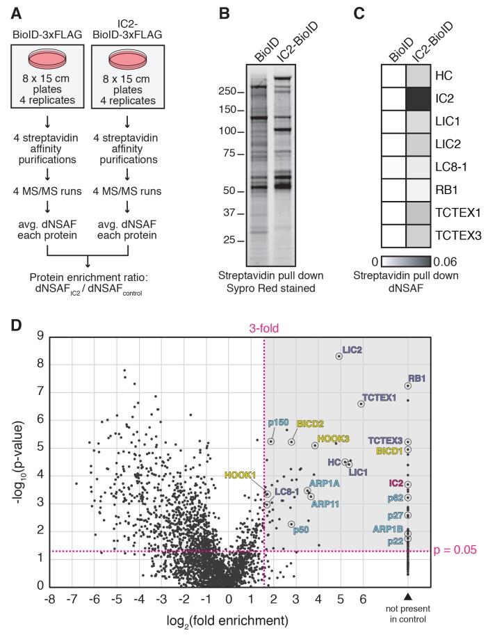 https://cdn.ncbi.nlm.nih.gov/pmc/blobs/0ddc/5533585/be8c3982b44d/elife-28257-fig2.jpg