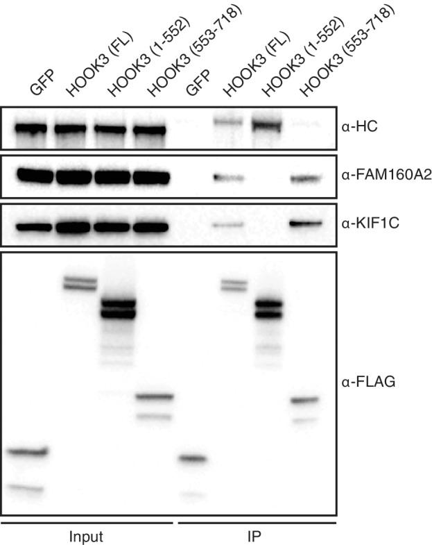 https://cdn.ncbi.nlm.nih.gov/pmc/blobs/0ddc/5533585/d2b811733912/elife-28257-fig6-figsupp2.jpg