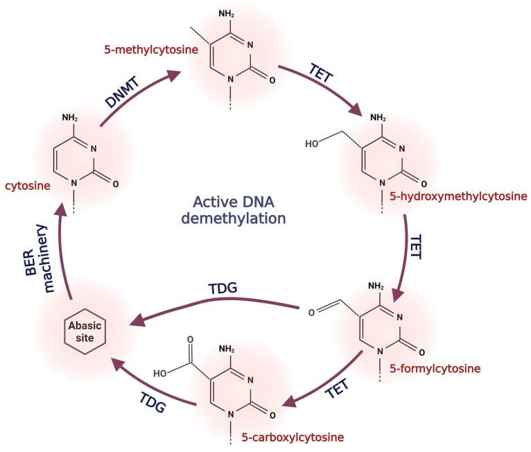 https://cdn.ncbi.nlm.nih.gov/pmc/blobs/0de7/10295183/fd431ad24200/antioxidants-12-01155-g004.jpg