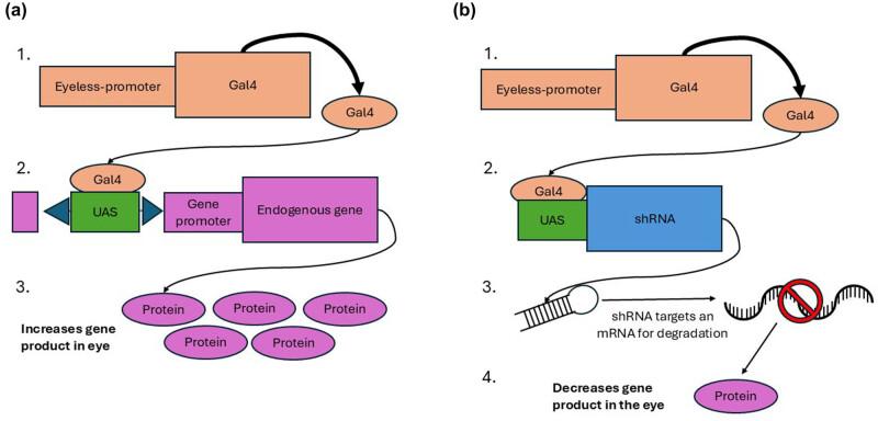 https://cdn.ncbi.nlm.nih.gov/pmc/blobs/0df8/12412378/aefc5c0a0de8/j_biol-2025-1164-fig002.jpg