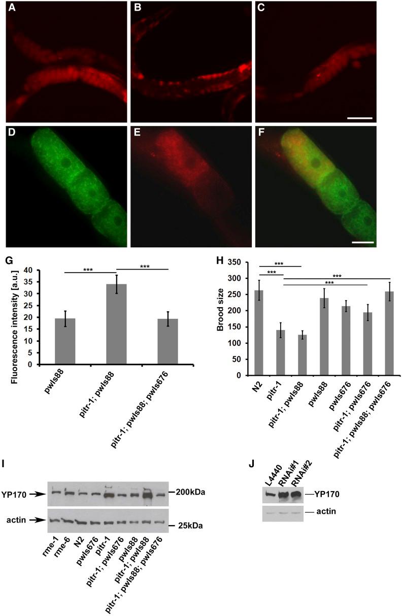 https://cdn.ncbi.nlm.nih.gov/pmc/blobs/0e1d/5012382/b49915cae81e/153fig5.jpg