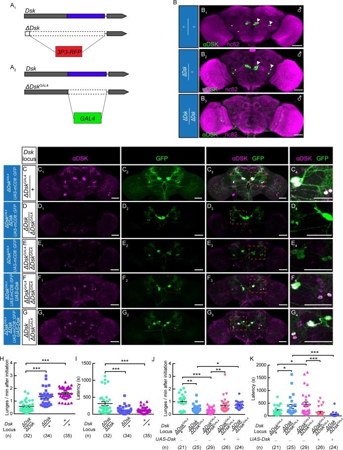 https://cdn.ncbi.nlm.nih.gov/pmc/blobs/0e1d/7173970/3cd60ecf3997/elife-54229-fig1.jpg