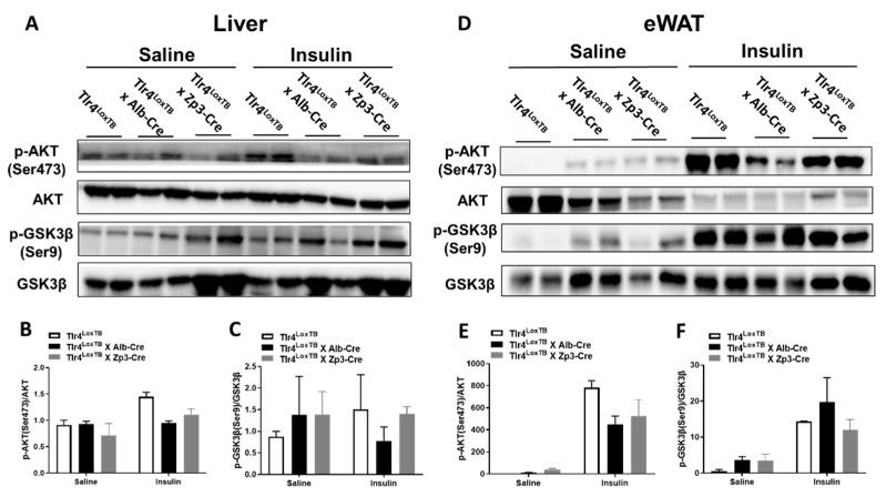 https://cdn.ncbi.nlm.nih.gov/pmc/blobs/0e5c/10046504/1ced0b63709a/biomolecules-13-00454-g005.jpg