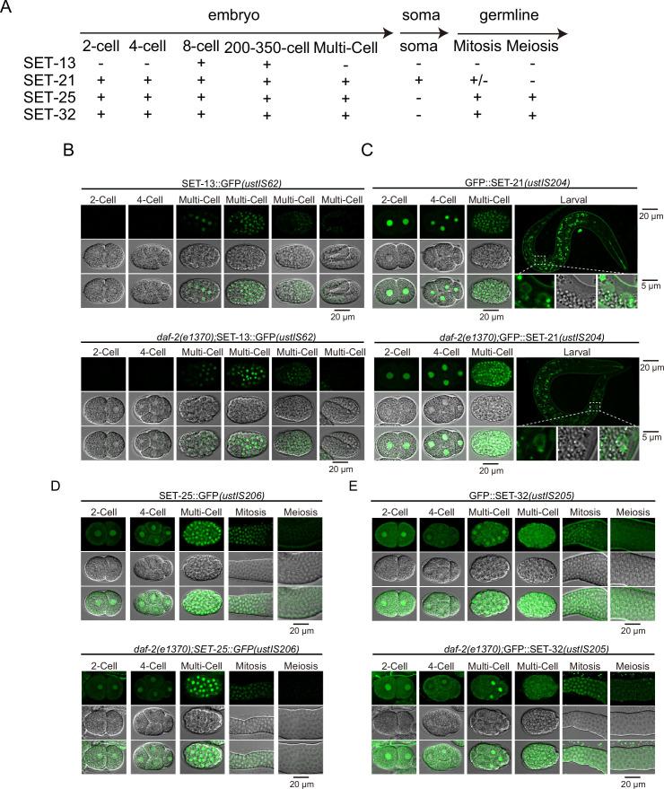 https://cdn.ncbi.nlm.nih.gov/pmc/blobs/0e6e/9514849/164ea3f55e12/elife-74812-fig4-figsupp1.jpg