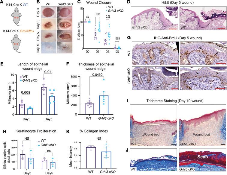 https://cdn.ncbi.nlm.nih.gov/pmc/blobs/0e95/8492311/975e8343ae67/jciinsight-6-142577-g221.jpg