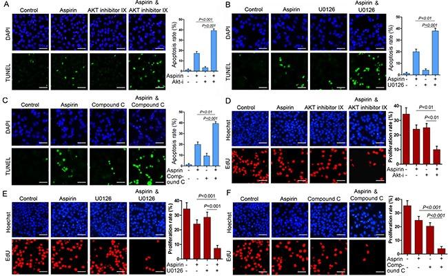 https://cdn.ncbi.nlm.nih.gov/pmc/blobs/0e9c/4941319/462c8355195e/oncotarget-07-16349-g005.jpg