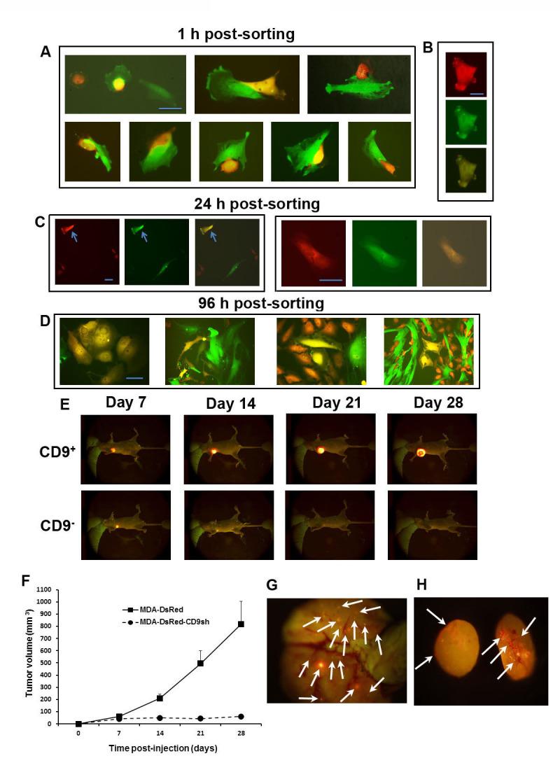 https://cdn.ncbi.nlm.nih.gov/pmc/blobs/0eae/4480729/0f61936a83eb/oncotarget-06-7970-g009.jpg