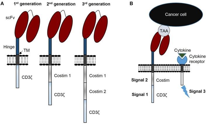 https://cdn.ncbi.nlm.nih.gov/pmc/blobs/0ed2/6384227/0f00f1ae3cc3/fimmu-10-00218-g0001.jpg