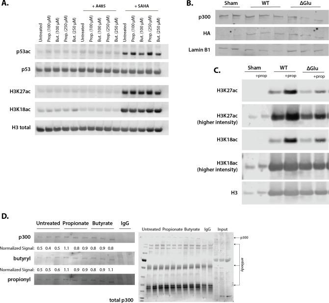 https://cdn.ncbi.nlm.nih.gov/pmc/blobs/0ede/8585482/83cd7abd75b8/elife-72171-fig4-figsupp1.jpg