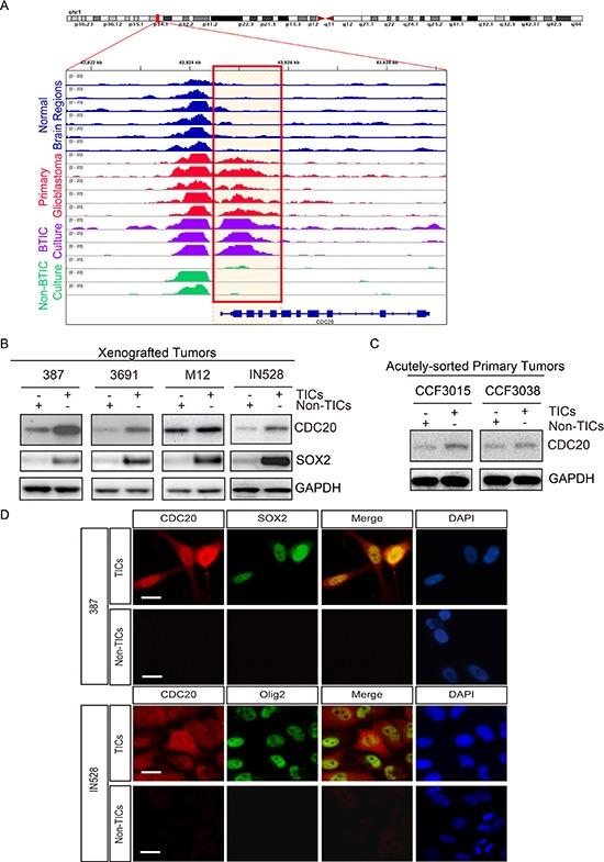 https://cdn.ncbi.nlm.nih.gov/pmc/blobs/0ef2/4537011/a5020d65e6dc/oncotarget-06-13241-g001.jpg