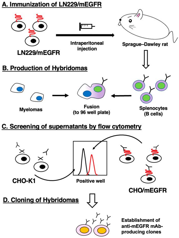 https://cdn.ncbi.nlm.nih.gov/pmc/blobs/0efe/10366908/ef476e23162b/antibodies-12-00042-g001.jpg