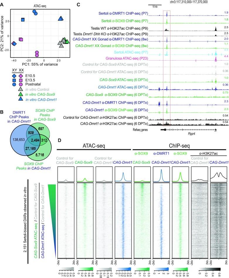 https://cdn.ncbi.nlm.nih.gov/pmc/blobs/0f15/8216462/20dbaf0f3f97/gkab448fig8.jpg