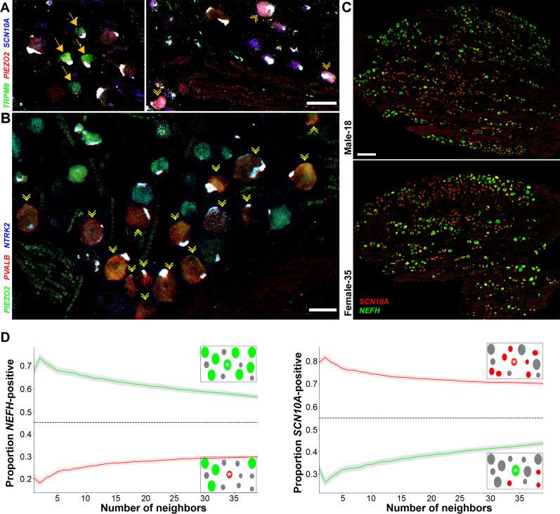 https://cdn.ncbi.nlm.nih.gov/pmc/blobs/0f17/8626086/c901e28dd9d6/elife-71752-fig4.jpg
