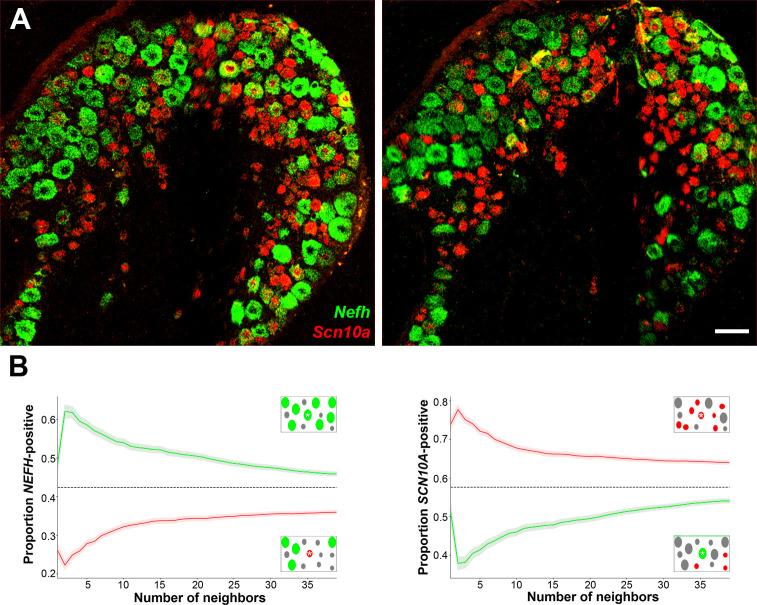 https://cdn.ncbi.nlm.nih.gov/pmc/blobs/0f17/8626086/ce8f254ecdb8/elife-71752-fig4-figsupp2.jpg