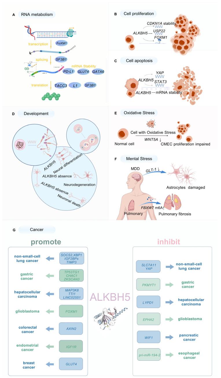 https://cdn.ncbi.nlm.nih.gov/pmc/blobs/0f94/11853652/8728f3050425/biomolecules-15-00157-g002.jpg