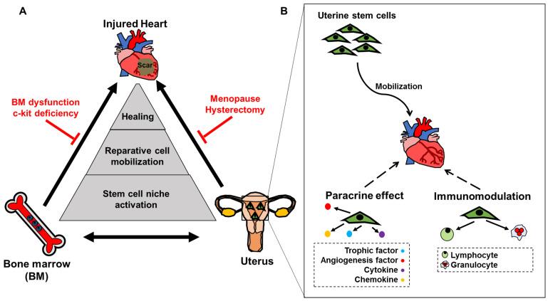 https://cdn.ncbi.nlm.nih.gov/pmc/blobs/0fc5/9324611/d22a94ae3bef/cells-11-02182-g001.jpg