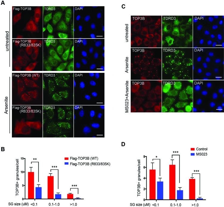 https://cdn.ncbi.nlm.nih.gov/pmc/blobs/1009/5888246/1aac30e45dae/gky103fig5.jpg
